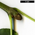 SpeciesSub: subsp. angustifolia SpeciesSub: subsp. angustifolia